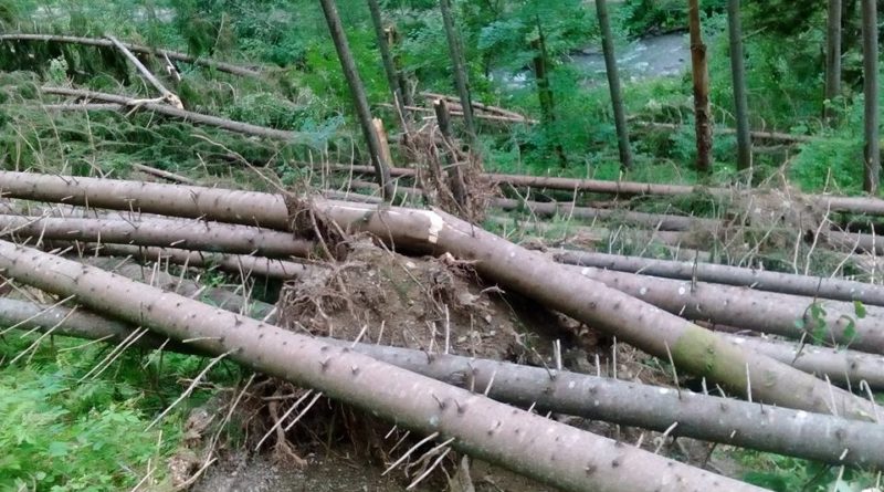 На Рахівщині шквальний вітер повалив дерева, пошкодив покрівлі й знеструмив район