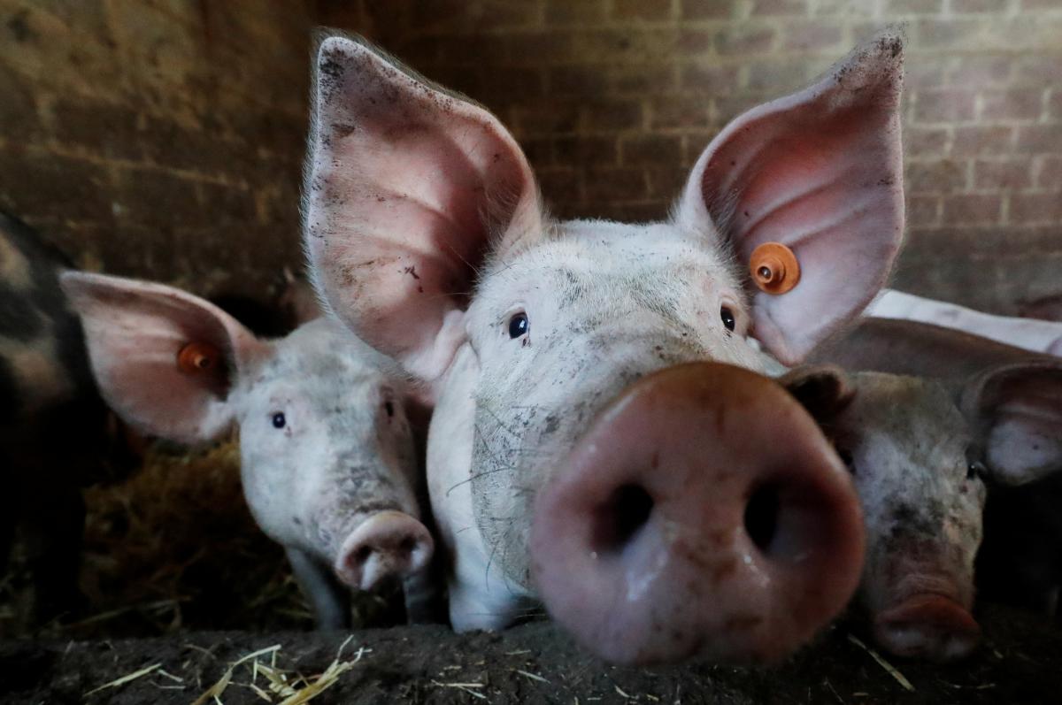 На Берегівщині зафіксували черговий випадок африканської чуми свиней