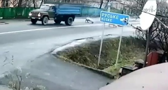 У Ракошині під Мукачевом з вантажівки випали свині (ВІДЕО)