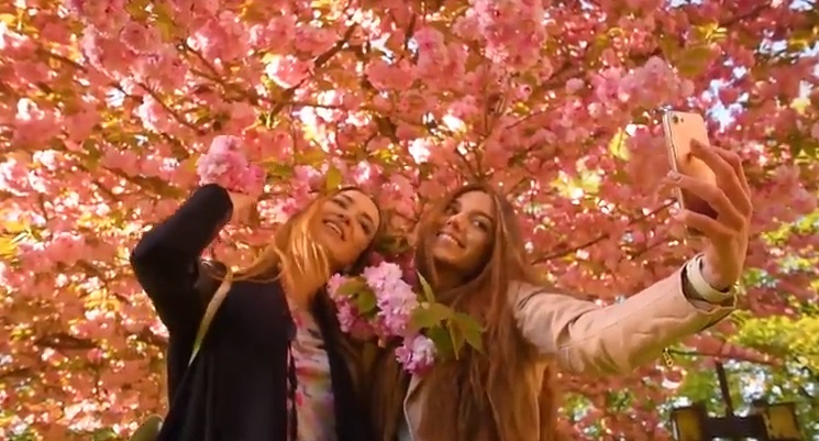 В Ужгород заманюють туристів "рожевою мрією" - двома дівчатами та сакурами (ВІДЕО)