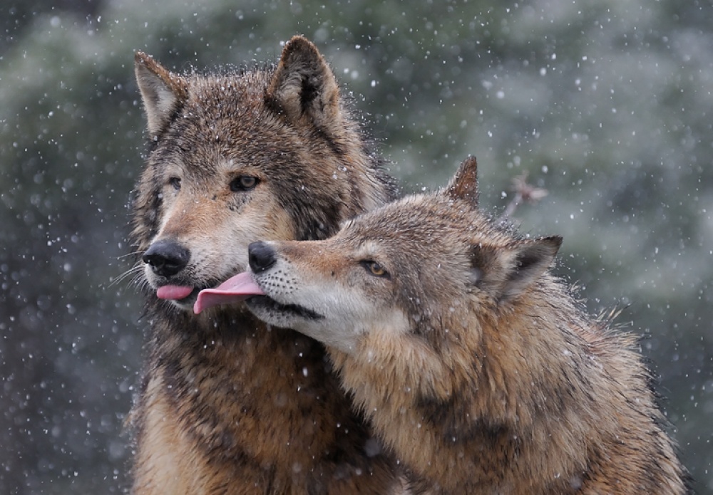 1 квітня на Закарпатті стартував "сезон тиші" для диких тварин (ФОТО)