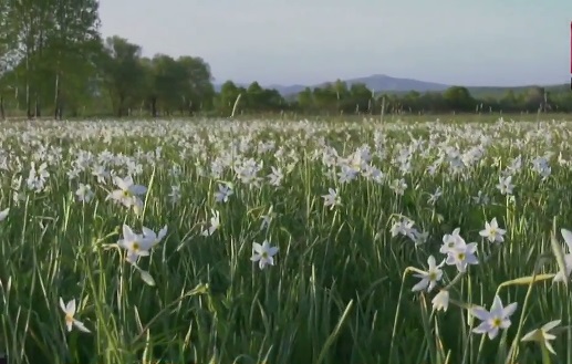 Закарпатська "Долина нарцисів" повністю розквітне у середині травня (ВІДЕО)