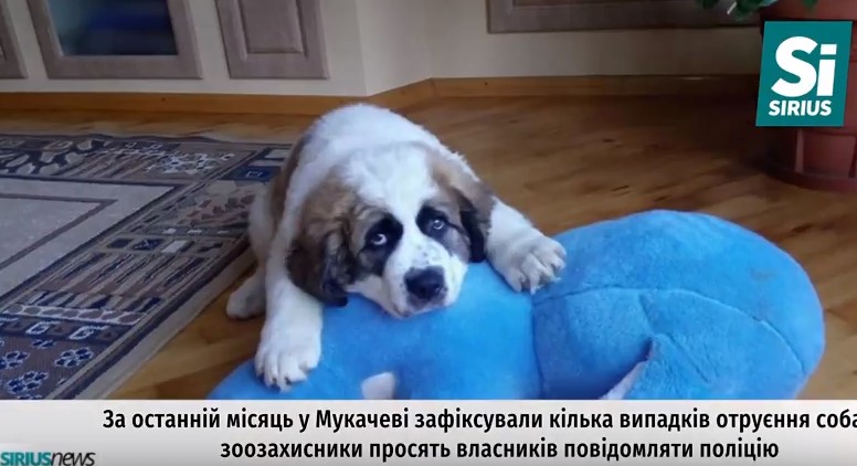 У Мукачеві знову фіксують випадки отруєння собак (ВІДЕО)