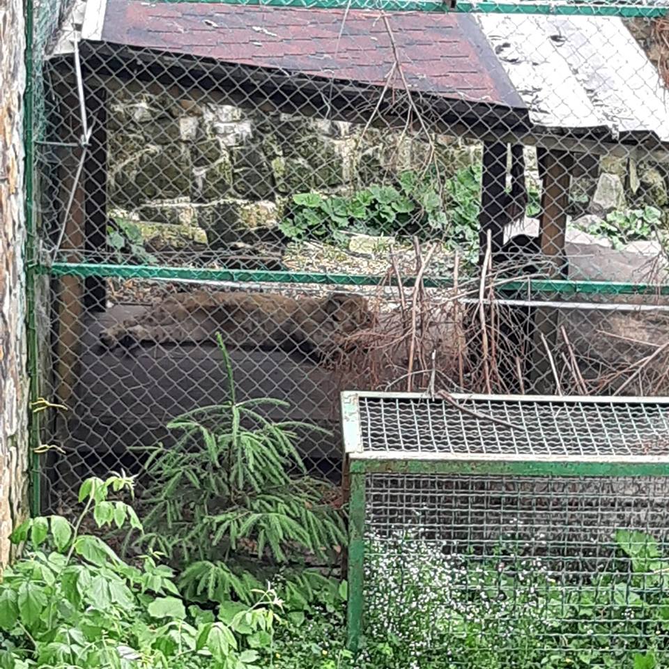 Поруч із ведмедями в реабілітаційному центрі на Закарпатті тимчасово оселили левеня Арні (ФОТО)
