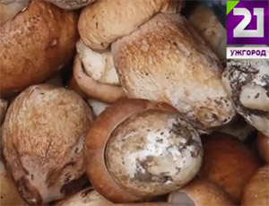 На закарпатській Міжгірщині четверо туристів отруїлися грибами (ВІДЕО)