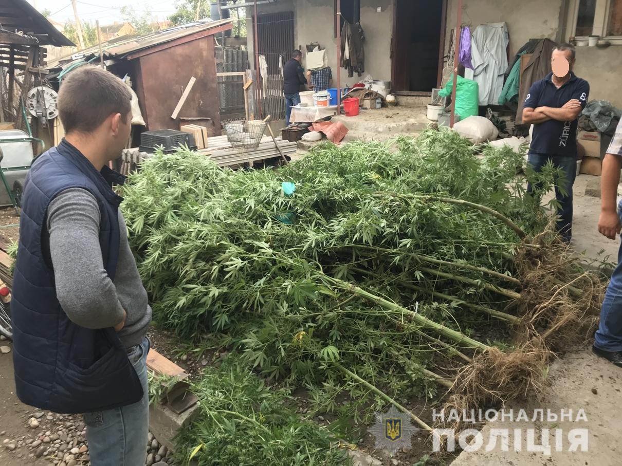 Під час обшуків у Сасові на Виноградівщині виявили 37 рослин конопель по 3-4 метри заввишки (ФОТО)