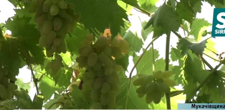 Збір винограду на Закарпатті цьогоріч розпочався на 3 тижні раніше, ніж зазвичай (ВІДЕО)