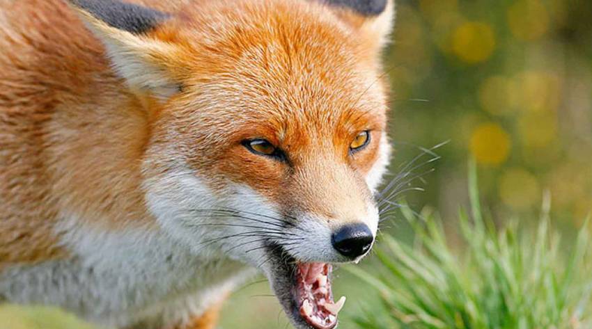 В Оноку, на Виноградівщині відстрелили скажену лисицю
