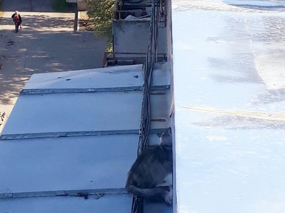 У Сваляві врятували кішку, яка дві доби просиділа на даху п'ятиповерхівки (ФОТО)