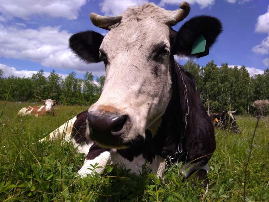 Закарпаття разом із Тернопільщиною – єдині області, де за рік на підприємствах збільшилася чисельність корів 