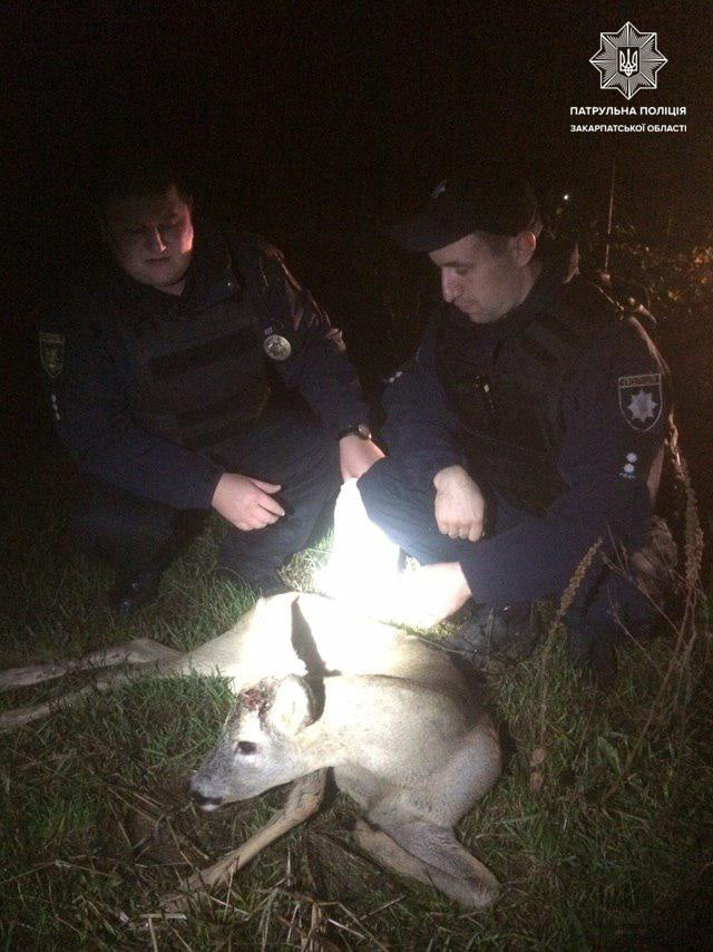 В Ужгороді вночі рятували козулю, поранену, ймовірно, внаслідок ДТП (ФОТО)