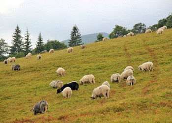 На Закарпатті за рік удвічі поменшало кіз та овець