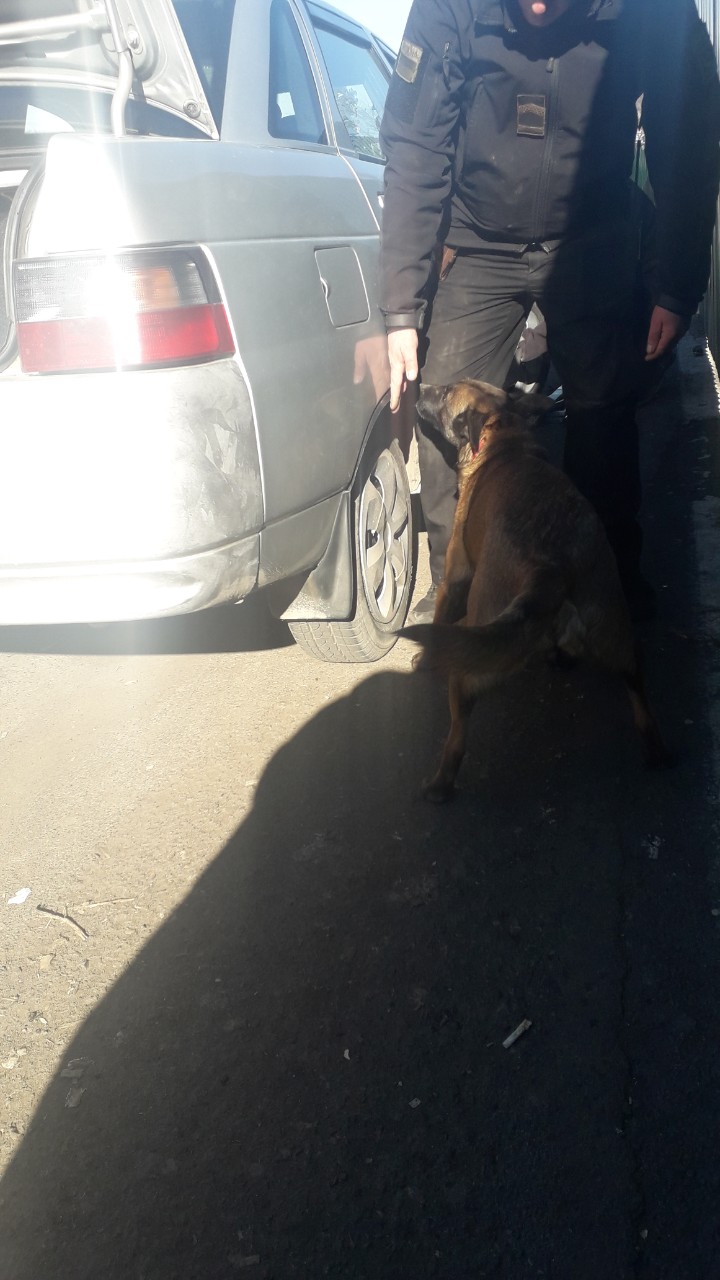 На кордоні на Закарпатті службовий собака знайшов у порогах і під обшивкою крил ВАЗа 200 пачок сигарет (ФОТО)