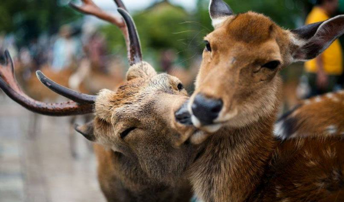 На Закарпатті стартує "Сезон тиші" для диких тварин