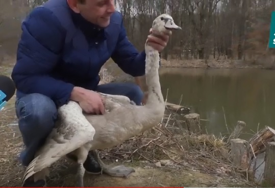 Врятованого на початку грудня на Мукачівщині лебедя виходили й випустили на волю (ВІДЕО)