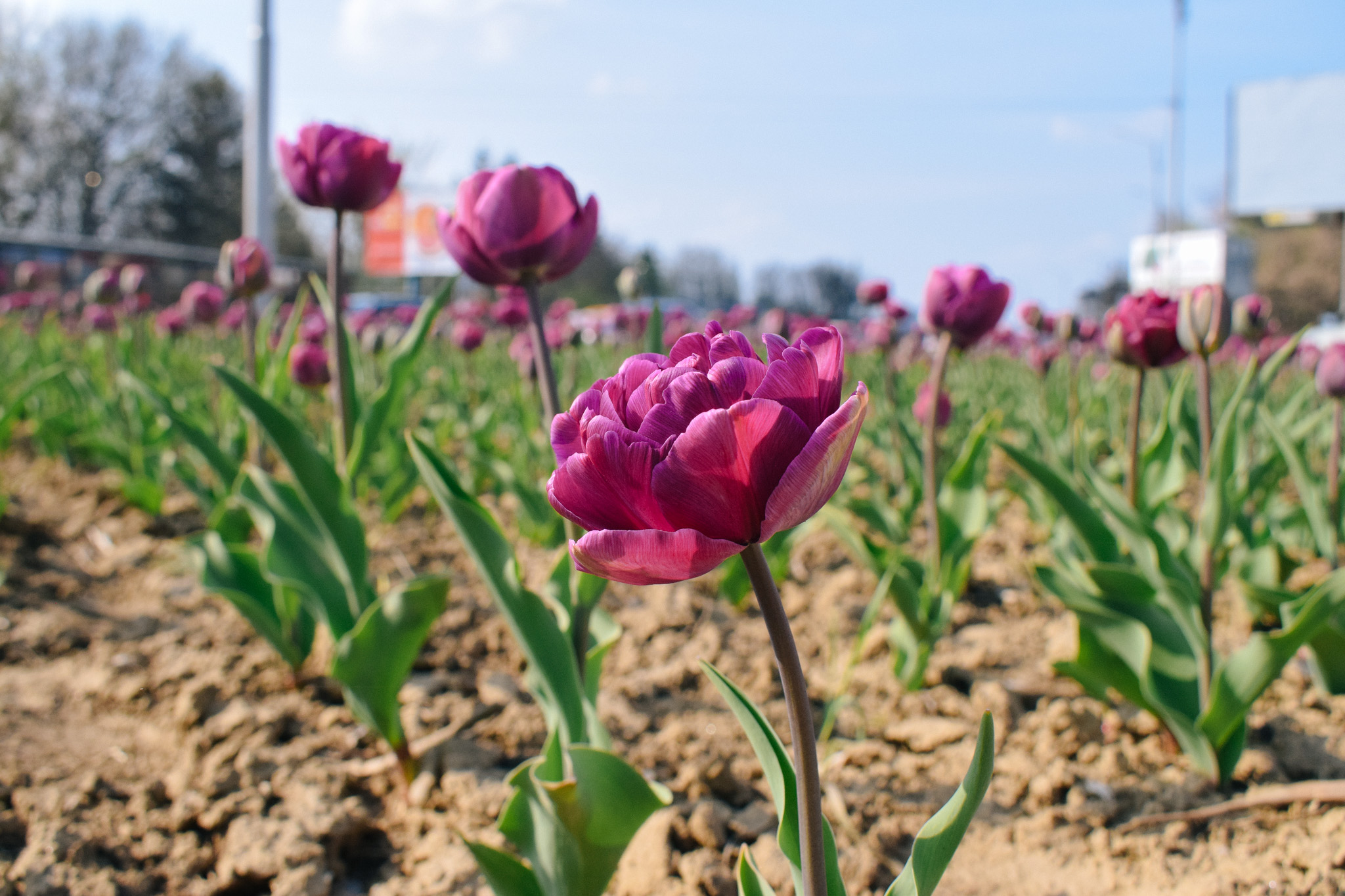 В Ужгороді розцвітають тюльпани (ФОТО)
