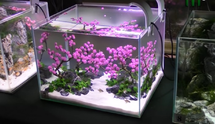 "Сакура-фест" завершиться в Ужгороді виставкою "сакурових" нано-акваріумів