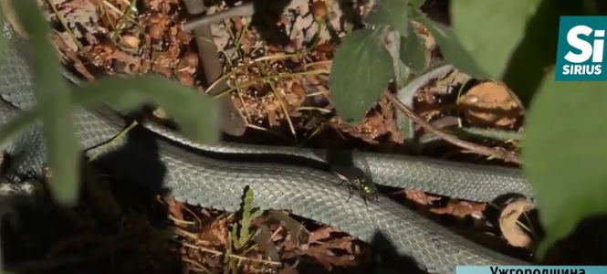 На Закарпатті рекордно зросла популяція змій (ВІДЕО)