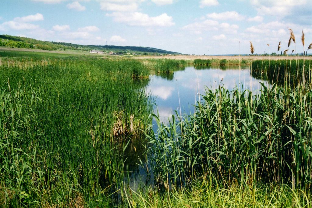 На Закарпатті затвердили ще кілька водно-болотних угідь міжнародного значення 