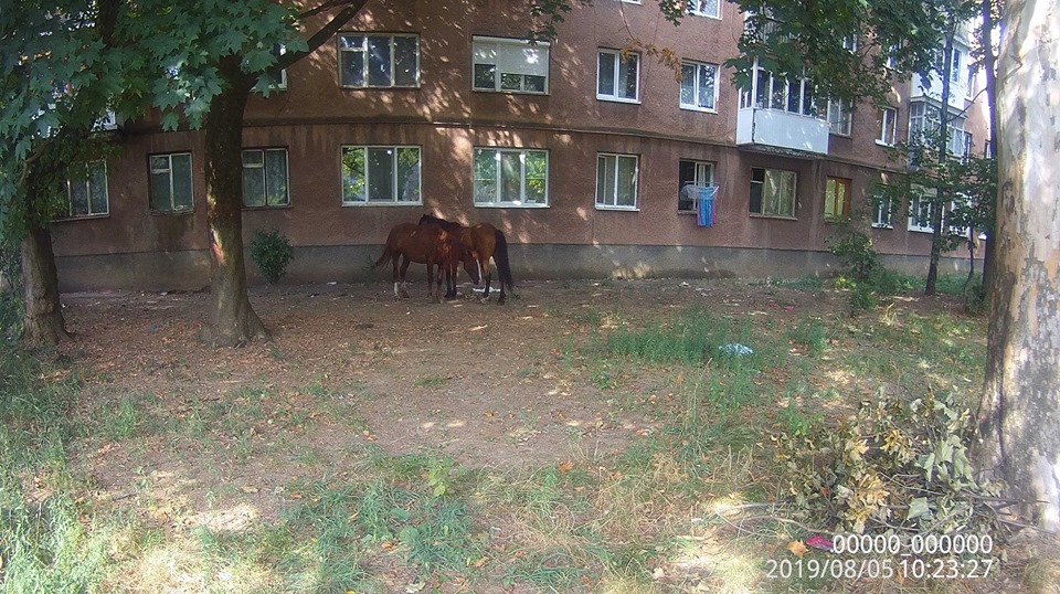 У Мукачеві оштрафували чоловіка, що випасав коней у дворі багатоповерхівки (ФОТО)
