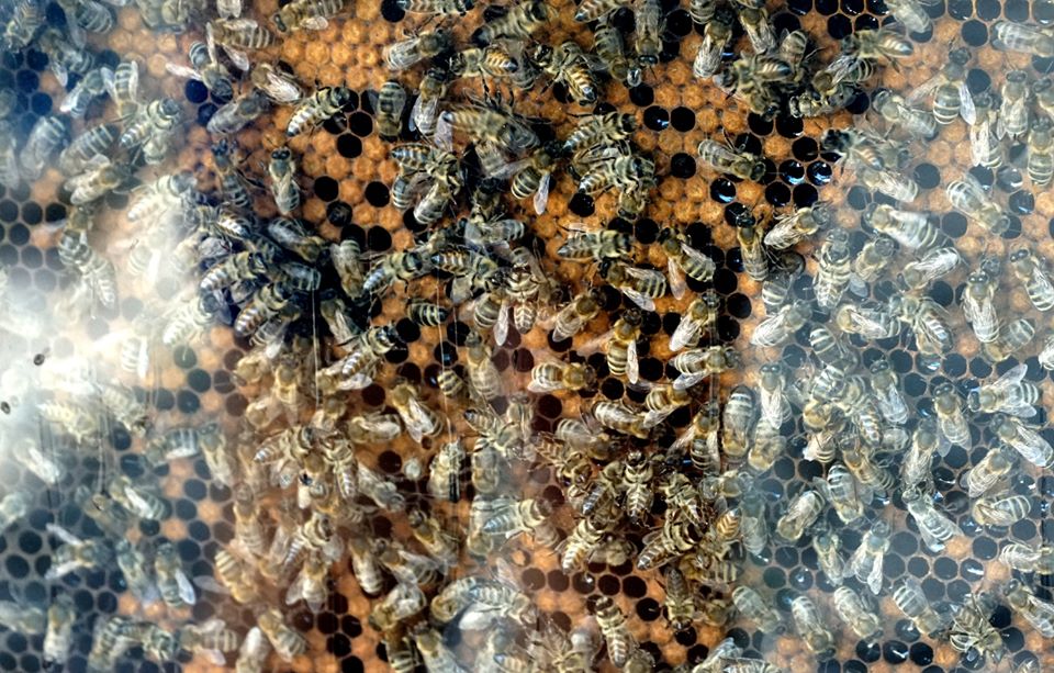 Гості "Медового спасу" в Ужгороді можуть поспостерігати за процесом виготовлення меду (ФОТО)