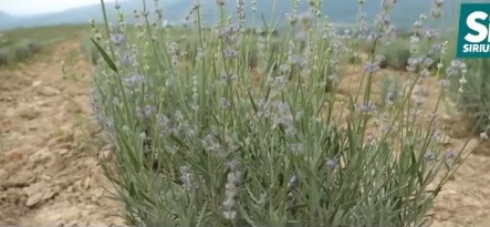 У Перечині доглядають за однією з найбільших плантацій лаванди в Україні (ВІДЕО)