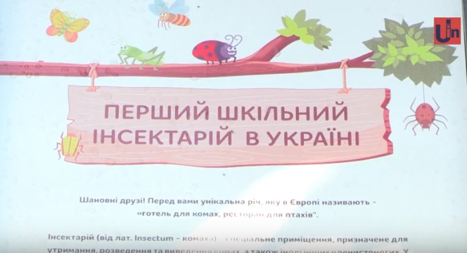 Перший в Україні шкільний інсектарій – готель для комах встановили в Ужгороді (ВІДЕО)