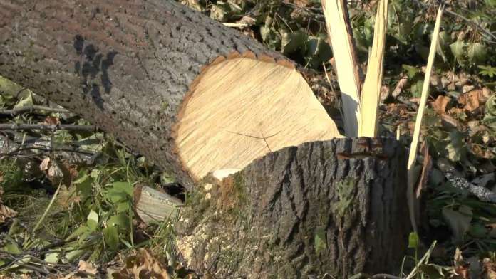 На Великоберезнянщині скеровано до суду обвинувальні акти щодо 2 чоловіків, які рубали дерева у заповіднику
