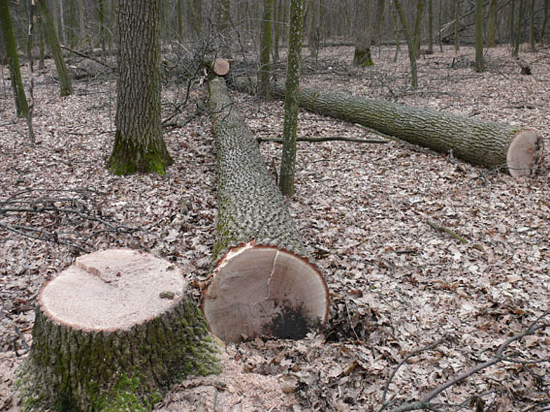 Лісівник Ільницького лісництва НПП "Зачарований Край" незаконно вирубав дерева (ВІДЕО)