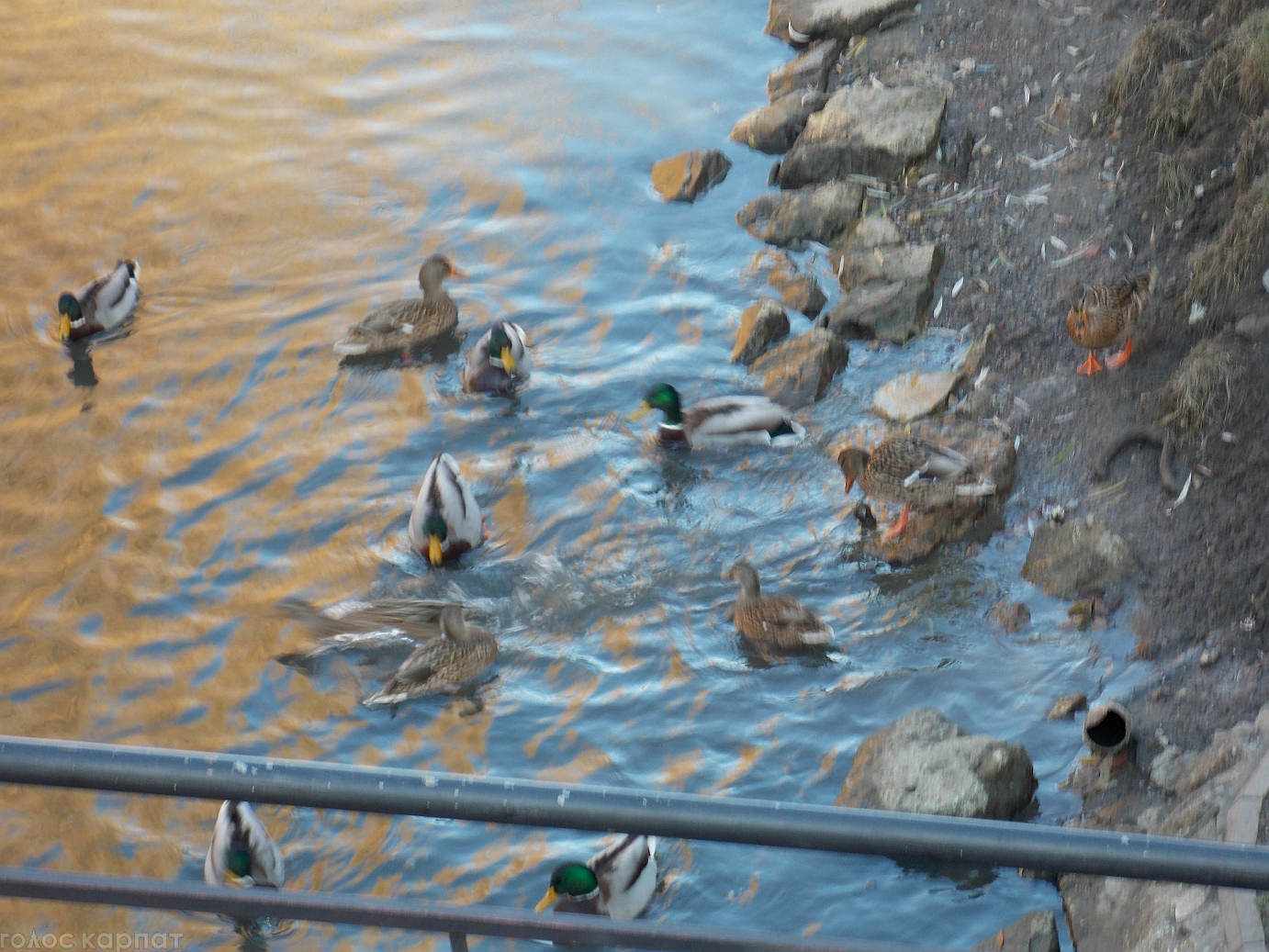 У Берегові на каналі Верке оселилися дикі качки (ФОТО)