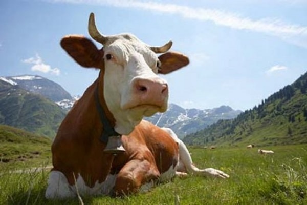 У січні закарпатці вирізали 4,8% "приватних" корів