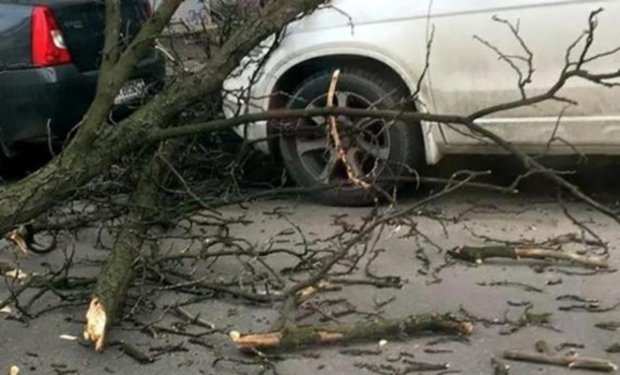 В Ужгороді гілка, що впала, пошкодила Lanos, ВАЗ та "Шкоду" 