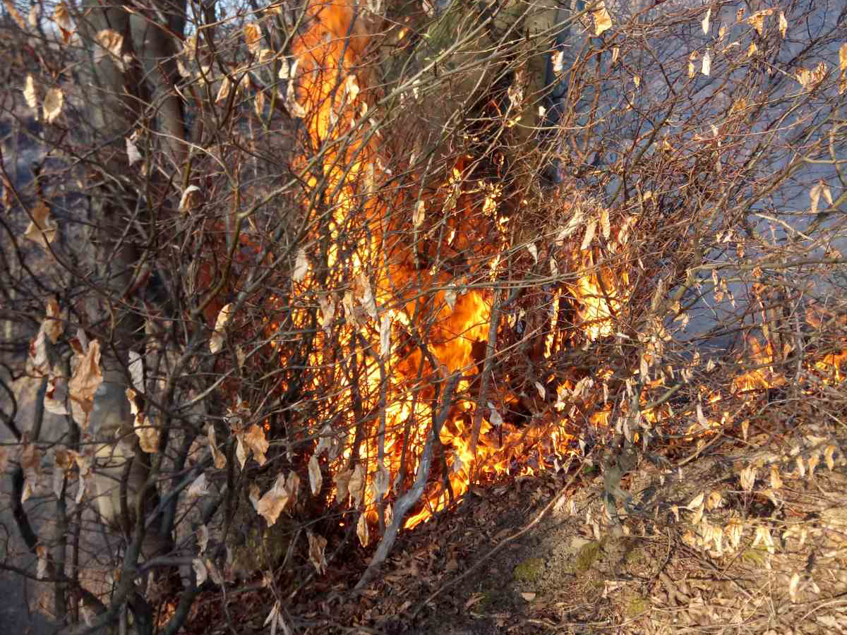 На Закарпатті за добу виникло 36 пожеж в екосистемах (ФОТО)