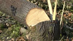 На Рахівщині скерували до суду справу щодо чоловіка, котрий незаконно зрубав 32 дерева у заповіднику