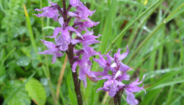 Карпатські орхідеї: квіти, які дивують прикордонників та бояться туристів