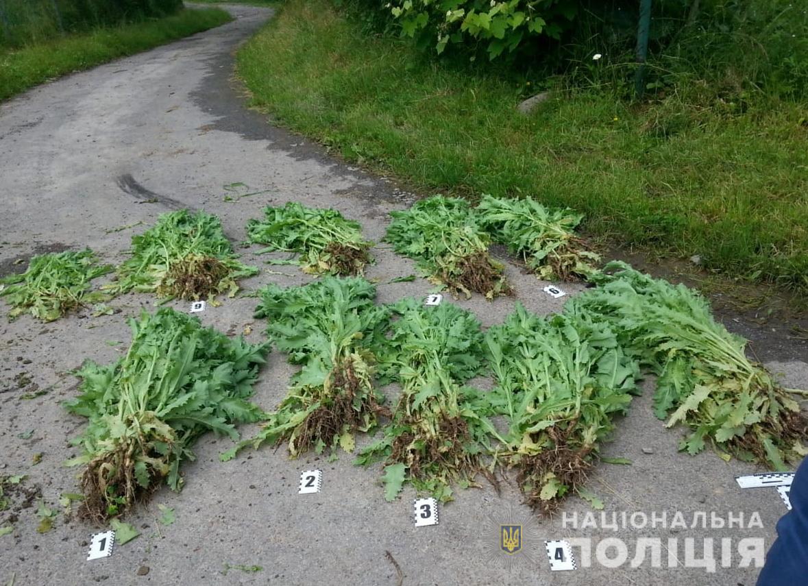 На городі мешканки Перечинщини виявили пів тисячі рослин маку (ФОТО)
