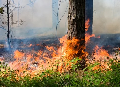 На Перечинщині погоджено підозру молодику, через якого вигоріло близько пів гектара лісу