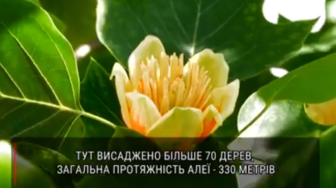330 метрів алеї тюльпанових дерев квітне в Мукачеві (ВІДЕО)