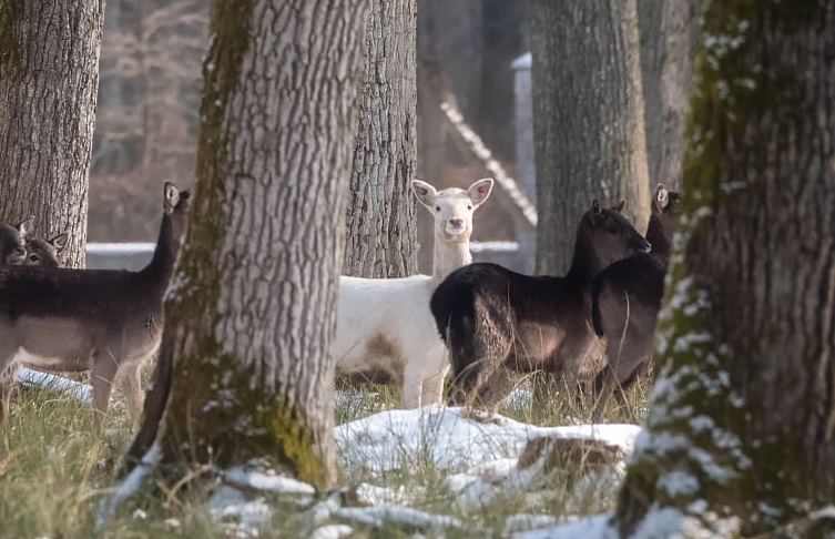 Біля Горбка на Мукачівщині в стаді оленів сфотографували оленицю-альбіноса (ФОТО)
