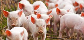 На Закарпатті на 2,5% зросло поголів’я свиней
