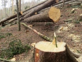 Воловецький лісгосп через суд змусили відшкодувати понад 96,5 тис грн збитків за порушення лісового господарства