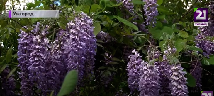 У ботсаду в Ужгороді квітнуть рододендрони та магнолії (ВІДЕО)