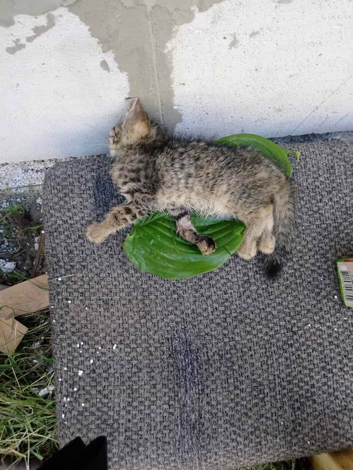 В Ужгороді діти, "розважаючись", жорстоко вбили кошенят (ФОТО)