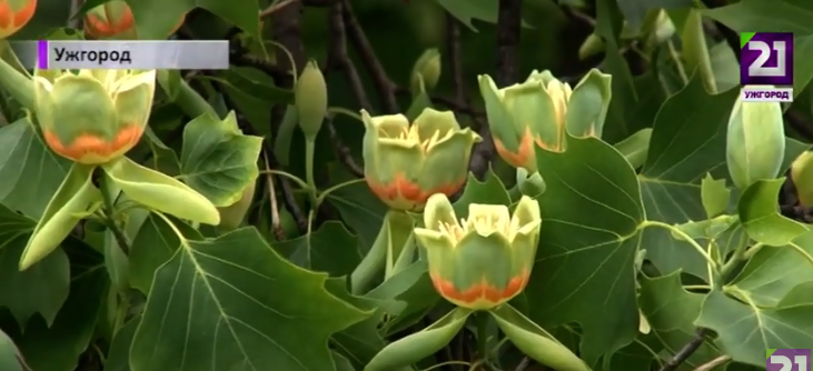 В Ужгороді розквітло тюльпанове дерево (ВІДЕО)
