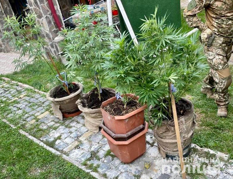 Під час обшуку оселі мешканця Виноградова виявили облаштовану для вирощування конопель кімнату, а також стебла конопель (ФОТО)