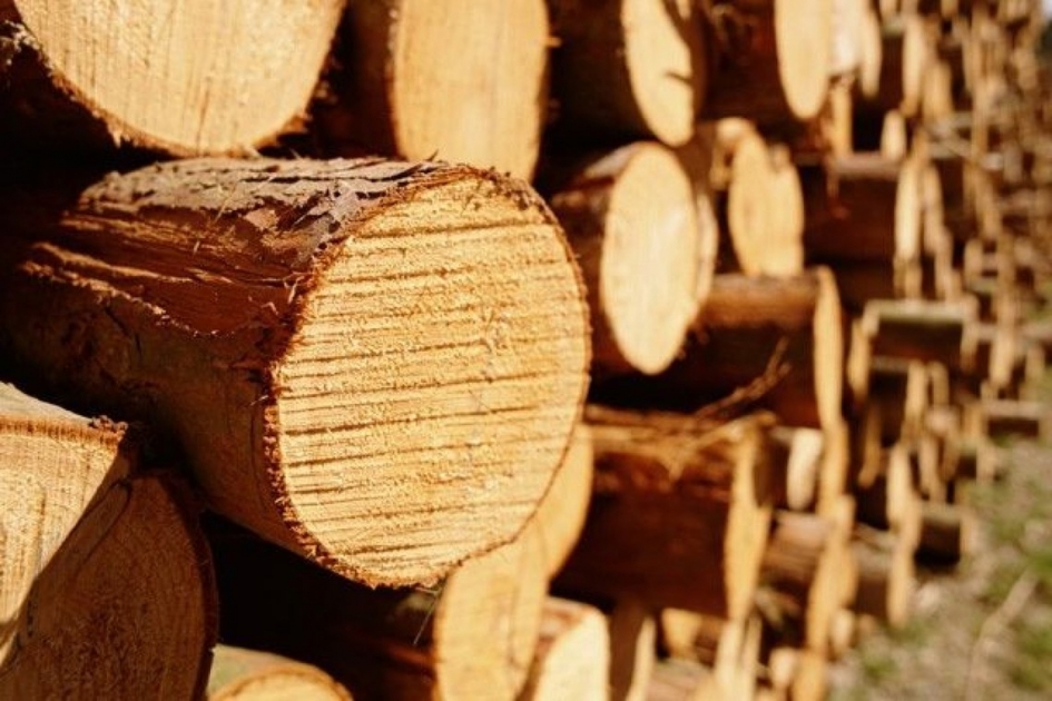 Мешканець Тячівщини постане перед судом за спробу незаконного переміщення цінної деревини до ЄС