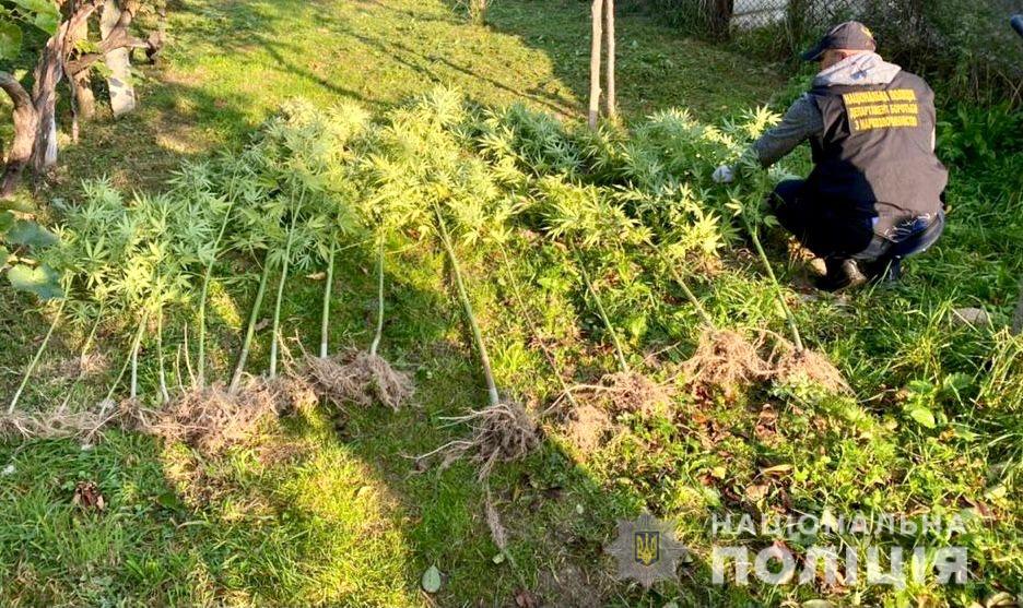 У 26-річного фігуранта злочину на Мукачівщині вилучили 1 кг марихуани та рослини конопель (ФОТО)