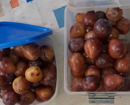 У селах Мукачівської громади вже збирають плоди скоруші (ФОТО)