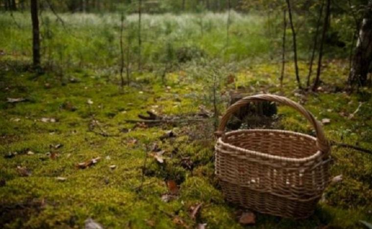 Третій день на Ужгородщині шукають чоловіка, що заблукав під час збирання грибів у лісі
