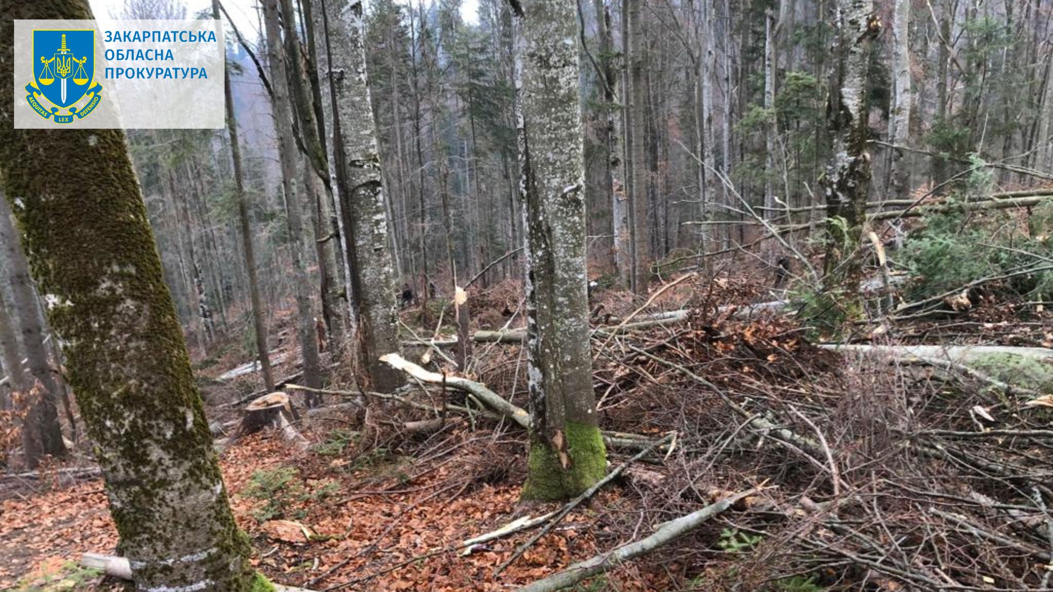 Підозрюють майстра лісу, що допустив масову незаконну рубку дерев на Рахівщині зі збитками у понад 18 млн грн (ФОТО)